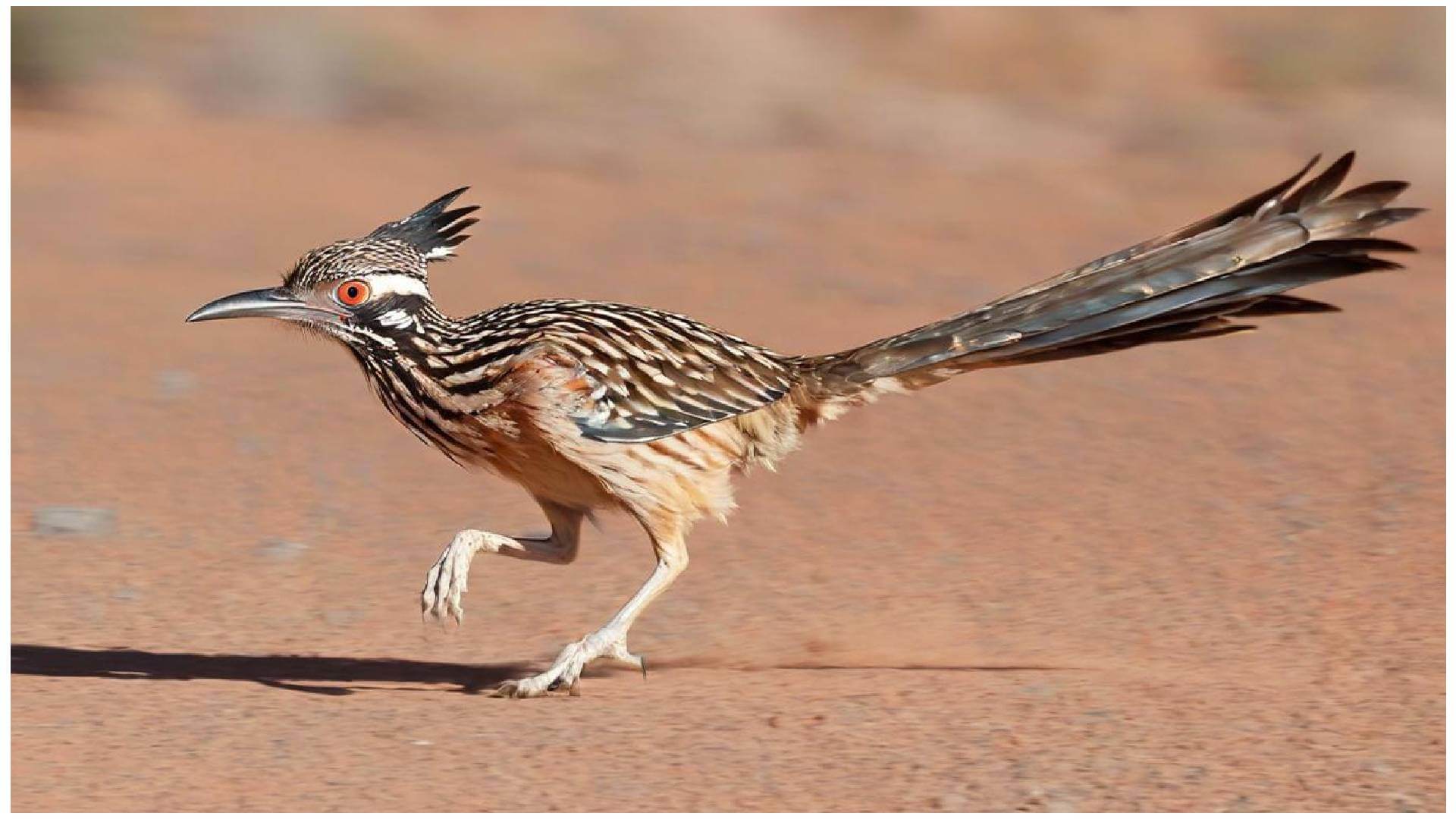 Picture of a roadrunner